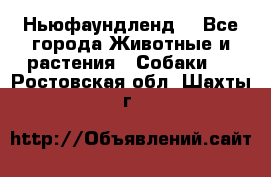 Ньюфаундленд  - Все города Животные и растения » Собаки   . Ростовская обл.,Шахты г.